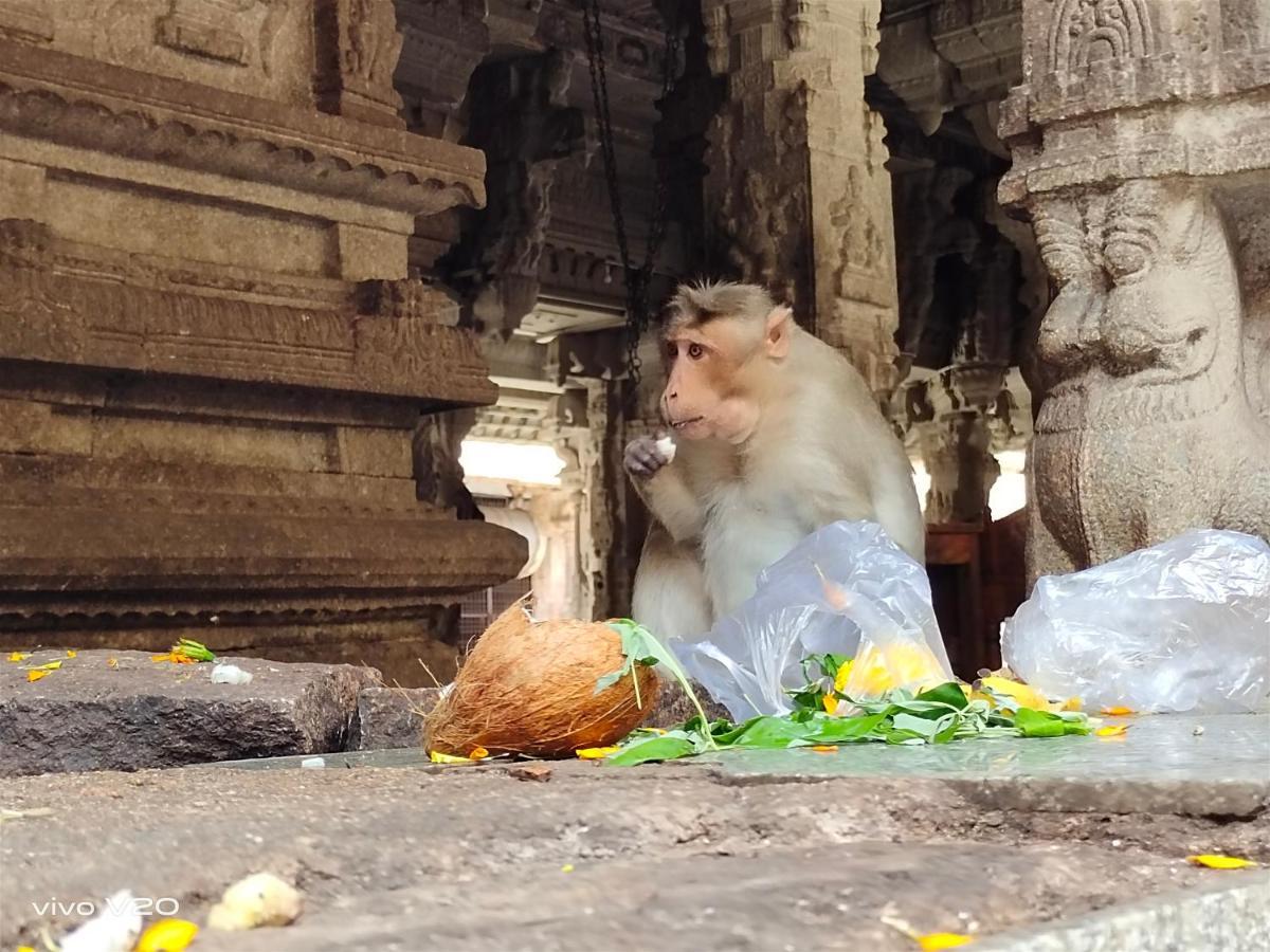 Srinivasa Homestay Hampi Esterno foto